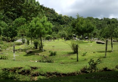 Desarrolla la UAT biofertilizantes líquidos a partir de lombricomposta