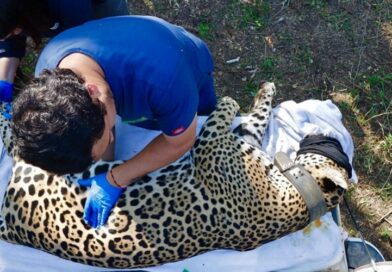 Jaguar rescatado sano y salvo en Gómez Farías: Comisión de Parques Jaguar rescatado sano y salvo en Gómez Farías: Comisión de Parques